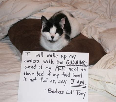 Catsparella Cat Shaming Website Exposes Feline Misdeeds Cat Shaming