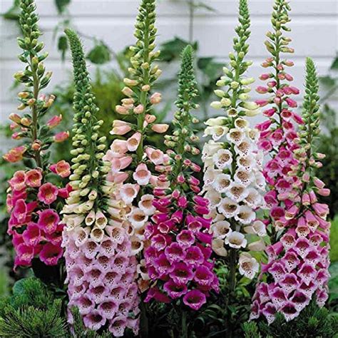 Complete Guide To Foxgloves How To Plant And Care For Foxglove Flowers