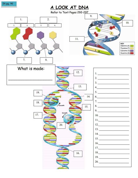 It is one of the four major groups of molecules in biology. Dna And Replication Worksheet Answers Label The Diagram ...