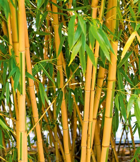 Bambus setzt besondere akzente in deinem garten. Goldener Peking Bambus: 1A-Qualität | BALDUR-Garten