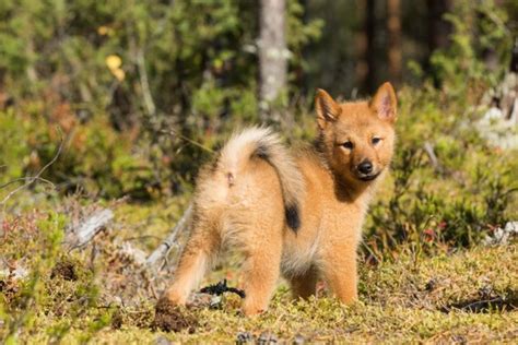 Finnish Spitz Dogs Breed Facts Information And Advice Pets4homes