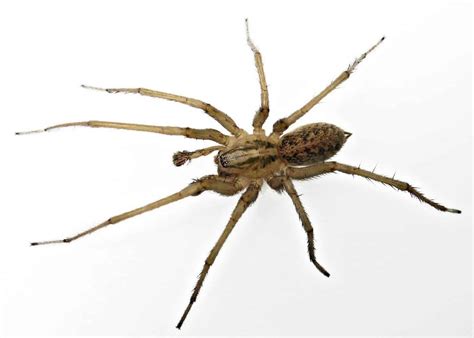 Spider Bites Guide Know Your Spiders Preppers Will