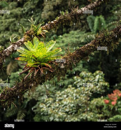 Bromeliad Plants Are Growing On Tree Branches In Rainforest In Costa