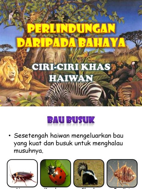 Kapten rix dan leftenan adnan mengatur persiapan bagi menentang jepun di bukit candu dan pasir panjang. Cara Haiwan Melindungi Diri Daripada Musuh Tahun 5