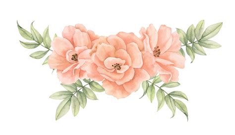Watercolor Peach Pink Roses With Green Leaves Hand Drawn Illustration
