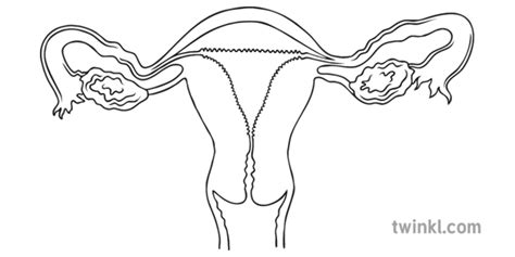 Aparato Reproductor Femenino Dibujo Para Colorear Sistema Reproductor