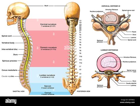 Anatomy Of The Vertebral Column Images And Photos Finder