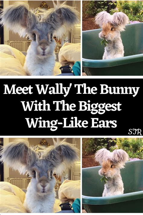 Meet Wally The Bunny With The Biggest Wing Like Ears Artofit