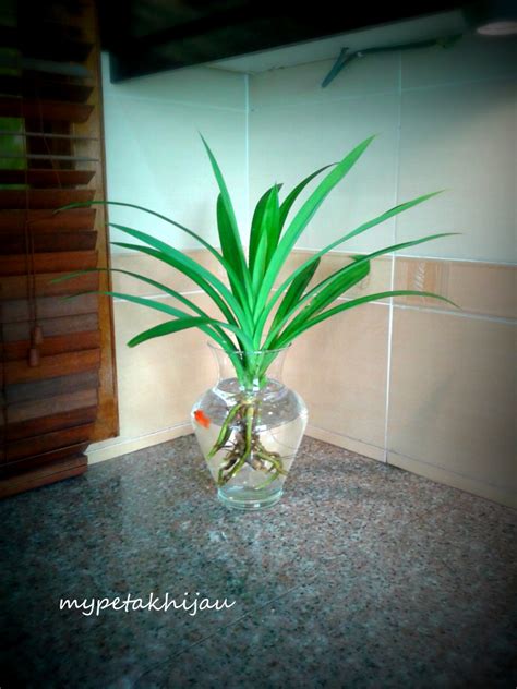 Check spelling or type a new query. My Petak Hijau: Pokok pandan hiasan di dapur