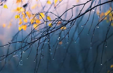 Branches Embracing In The Rain Wallpapers Maxipx