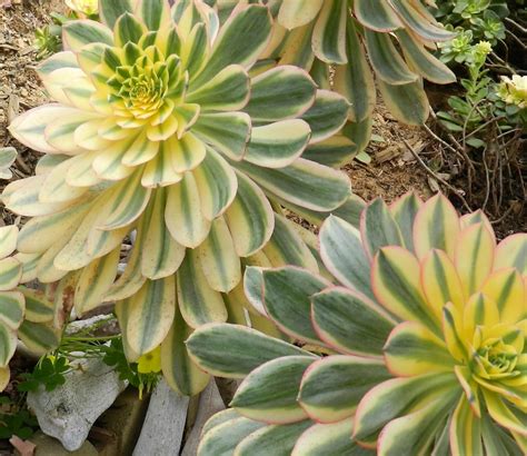 Grow Aeonium Arboreum Sunburst In Your Succulent Garden Dengarden