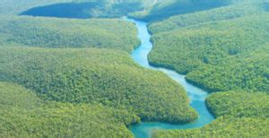 Jumlah ini terbesar dan setara dengan 23 persen dari semua ekosistem mangrove di dunia. 7 Hutan Didunia ~ Pariwisata