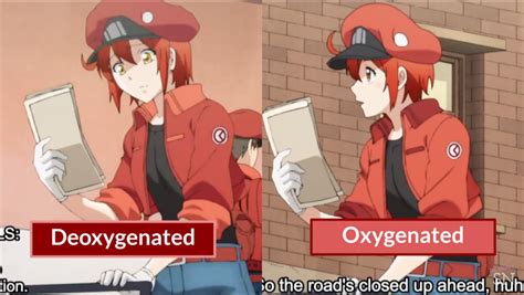Red Blood Cell Ae3803 From Cells At Work Acebubbletea