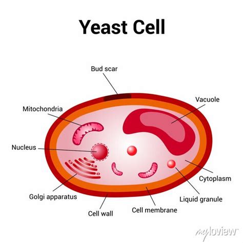 Schematic Diagram Of Yeast Cell Structure Posters For The Wall