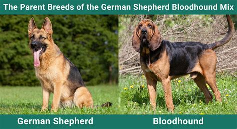 German Shepherd Bloodhound Mix Care Pictures Info More
