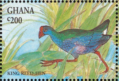 African Swamphen Stamps Mainly Images Gallery Format C Rails
