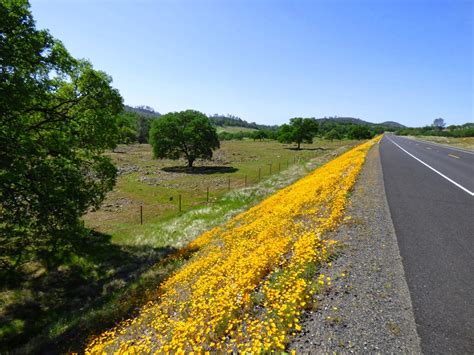 Perennial flower bed with a predominance of. Geotripper: Life in a Harsh Environment: Spring ...