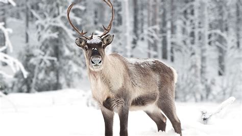 Christmas Adventure In Finnish Lapland 4 Days 3 Nights Nordic Visitor