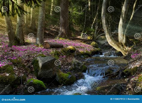 Blooming Spring Forest Mountain Stream And Spring Flowers Stock Image
