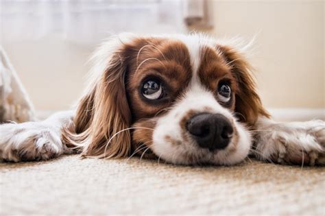 Puppy Eyes Are Actually A Tactic Our Dogs Use As Manipulation