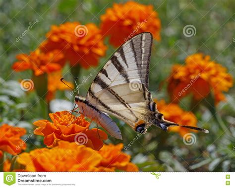 Swallowtail Butterfly On Marigold Stock Image Image Of Butterfly