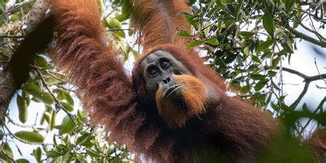 300+ Mammal Species Could Still Be Discovered, Scientists Say - EcoWatch