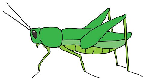 Cartoon Grasshopper Clipart Best