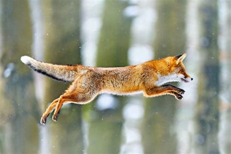 Fox Flight Red Fox Jumping Vulpes Vulpes Wildlife Scene From Europe