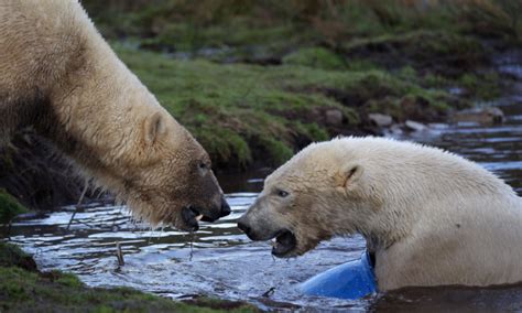 Sturgeon Urged To Stop Polar Bear Breeding Plan The Sunday Post
