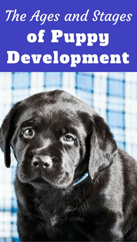 This is a major period of fast development. Ages and Growth Stages of Puppy Development — A Week By ...
