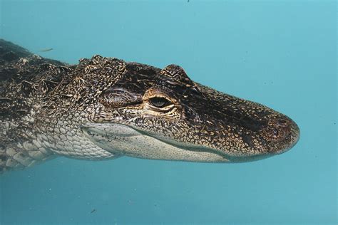 Img3718 Alligator Elmwood Park Zoo Kenkeener1621 Flickr