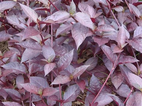 How To Grow Sweet Potato Vine Gardening Channel