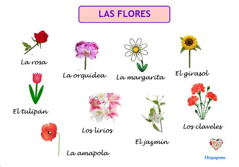 Top 184 Campo Semantico De Flores Ejemplos Anmbmx