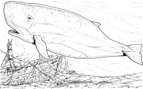 The coloring page is printable and can be used in the classroom or at home. Whale Coloring Pages