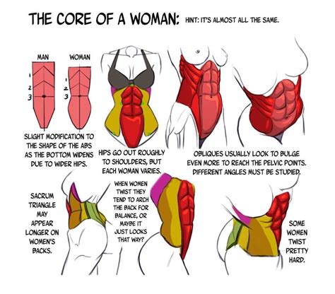 Male Female abs Körper zeichnen tutorial Tipps fürs zeichnen Anatomie