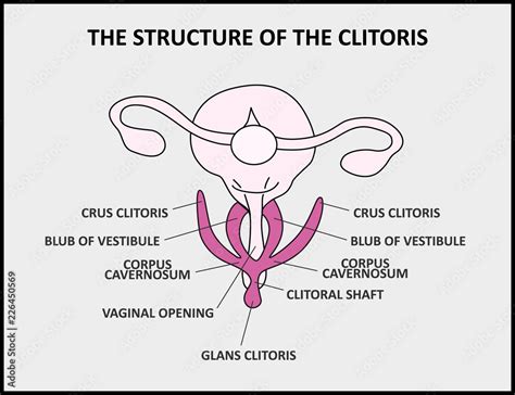 the structure of the clitoris a medical poster female anatomy vagina stock vector adobe stock