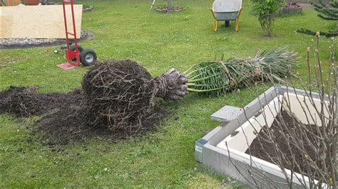 Eine 120kg Schwere Palme Wurde Nun In Den Garten Gepflanzt Teil1 Youtube