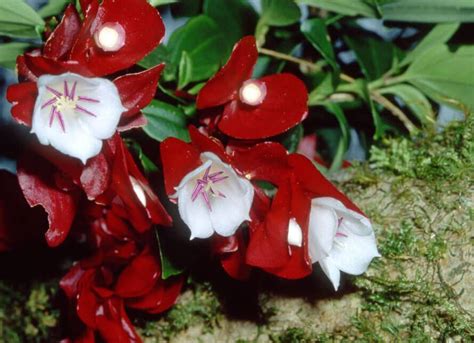 Sending flowers to someone out of state. National Symbols of Fiji | National Pedia