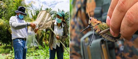 Una plaga de langostas avanza por argentina. Gobierno intensifica plan para el combate de la plaga de ...