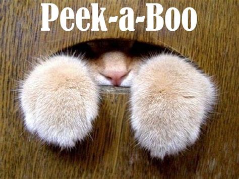 Peek A Boo Cat Cat Paws Cute Animals Crazy Cats