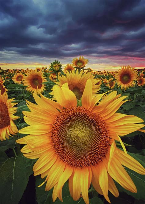 Psychedelic Sunflowers Fine Art Photograph By Trice Jacobs Fine Art