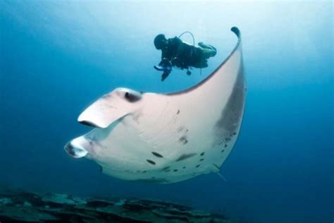 Pregnant Manta Rays Provide Proof Of First Contactless Underwater