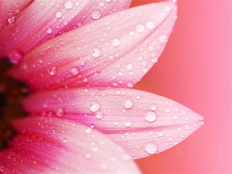 Pink Flower Close Up Petals Dew Water Drops Blur Background Wallpaper Flowers Wallpaper