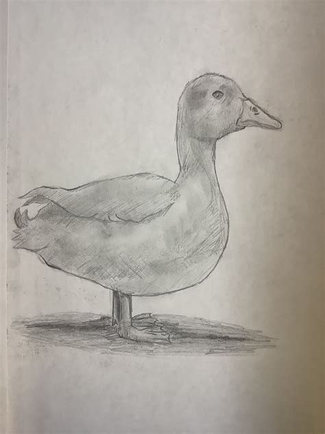 How To Draw A Realistic Duck Step By Step