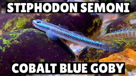 New Stiphodon Semoni Cobalt Blue Goby Youtube