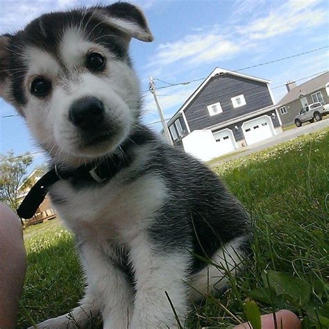 You will be able to see our past puppies', siberian husky pictures. 14 Husky Puppies That Should Be Illegal