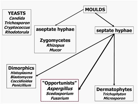 Classification Of Fungi Download Scientific Diagram