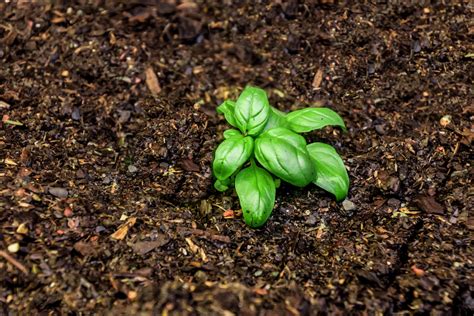 Healthy Soil And How To Make It
