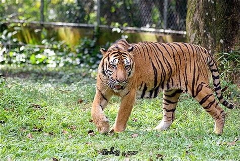 Belum lagi keengganan generasi muda untuk datang ke perpustakaan dan melihat lembaran manuskrip kuno yang tidak mereka mengerti isinya. BAHASA ITU INDAH: Harimau Mati Meninggalkan Belang...