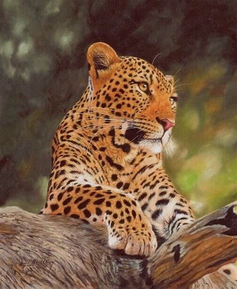 The Leopard Paintings Of British Wildlife Artist David Stribbling
